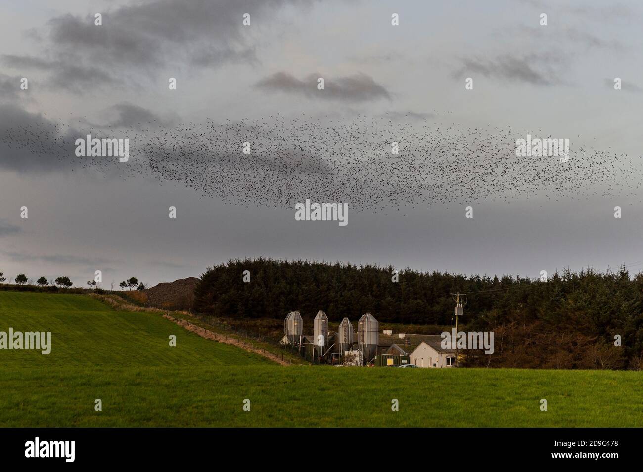 Timoleague, West Cork, Irland. November 2020. Tausende von Staren murmeln über Timoleague nach einem Tag Wintersonne. Quelle: AG News/Alamy Live News Stockfoto