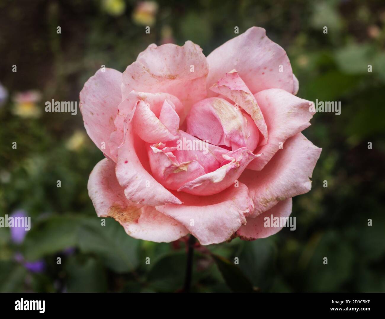 Bezaubernde rosa Rose mit verblassenden Blütenblättern im Herbstgarten Stockfoto