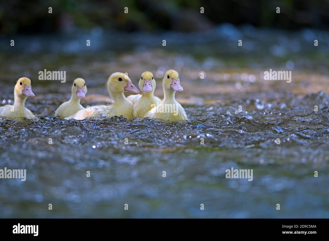 Glückliche gelbe Entenfamilie mit Entchen im See. , symbolisch für friedliche Tierfamilie Porträt Gruppe Vertrauen Sicherheit Harmonie Stockfoto