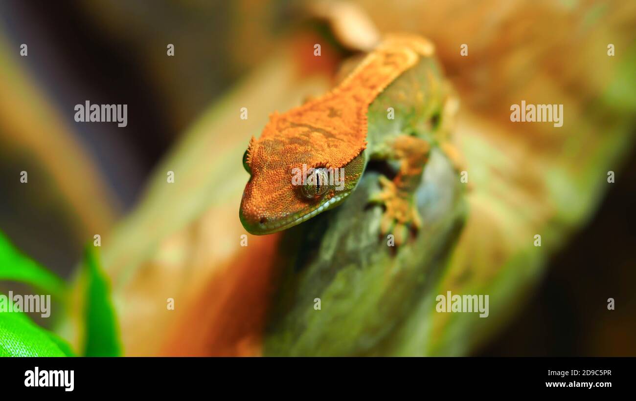 Wunderschöner Crested Gecko Stockfoto