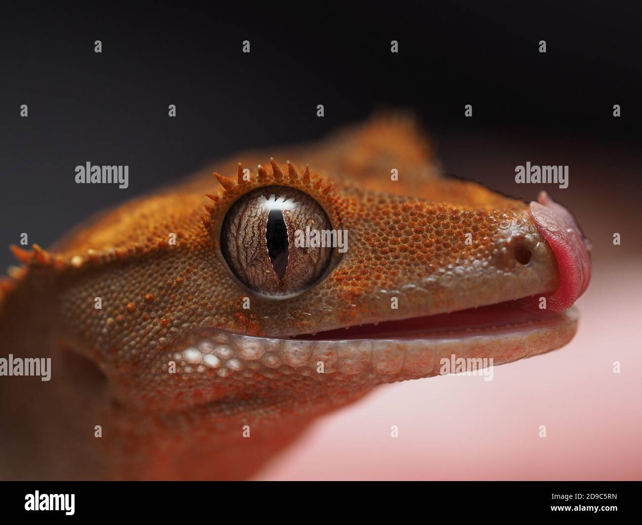 Haubengecko leckt Stockfoto