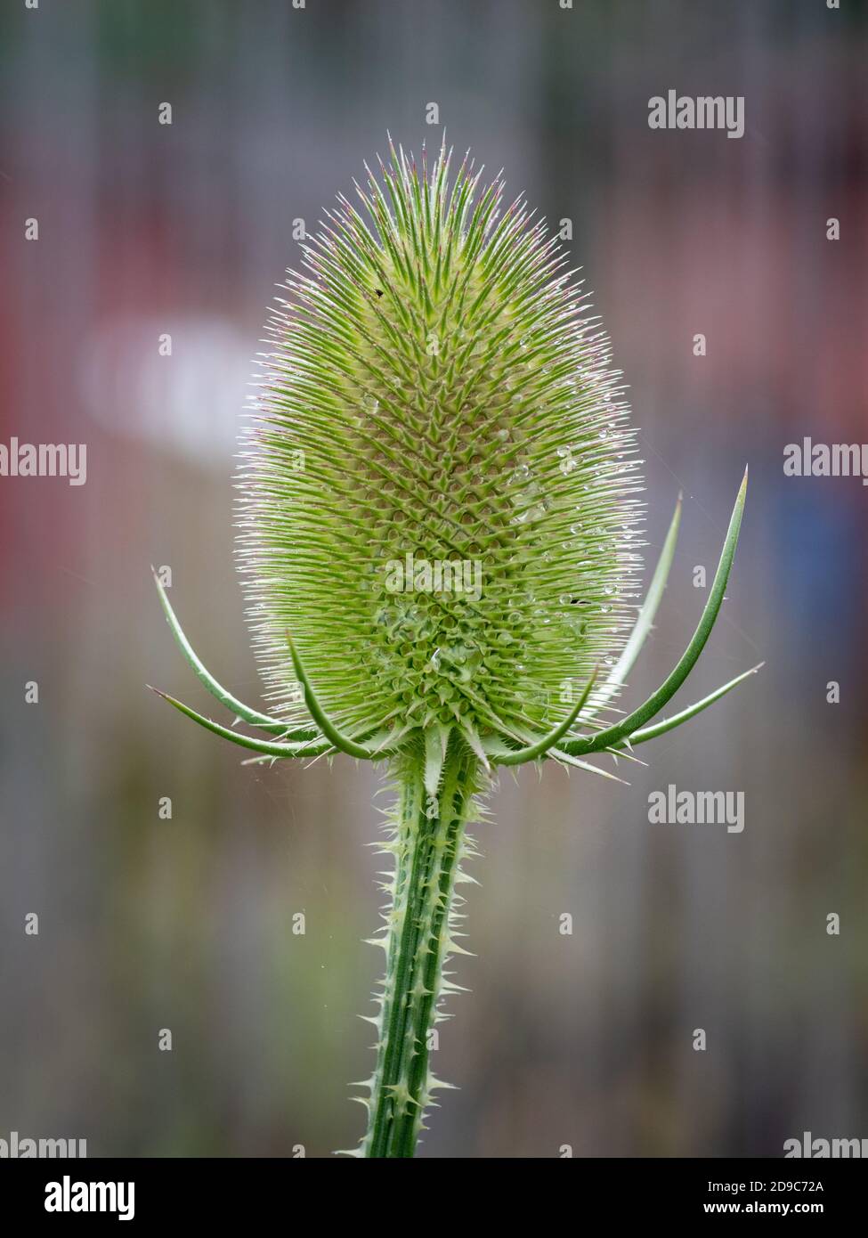 Distel Stockfoto