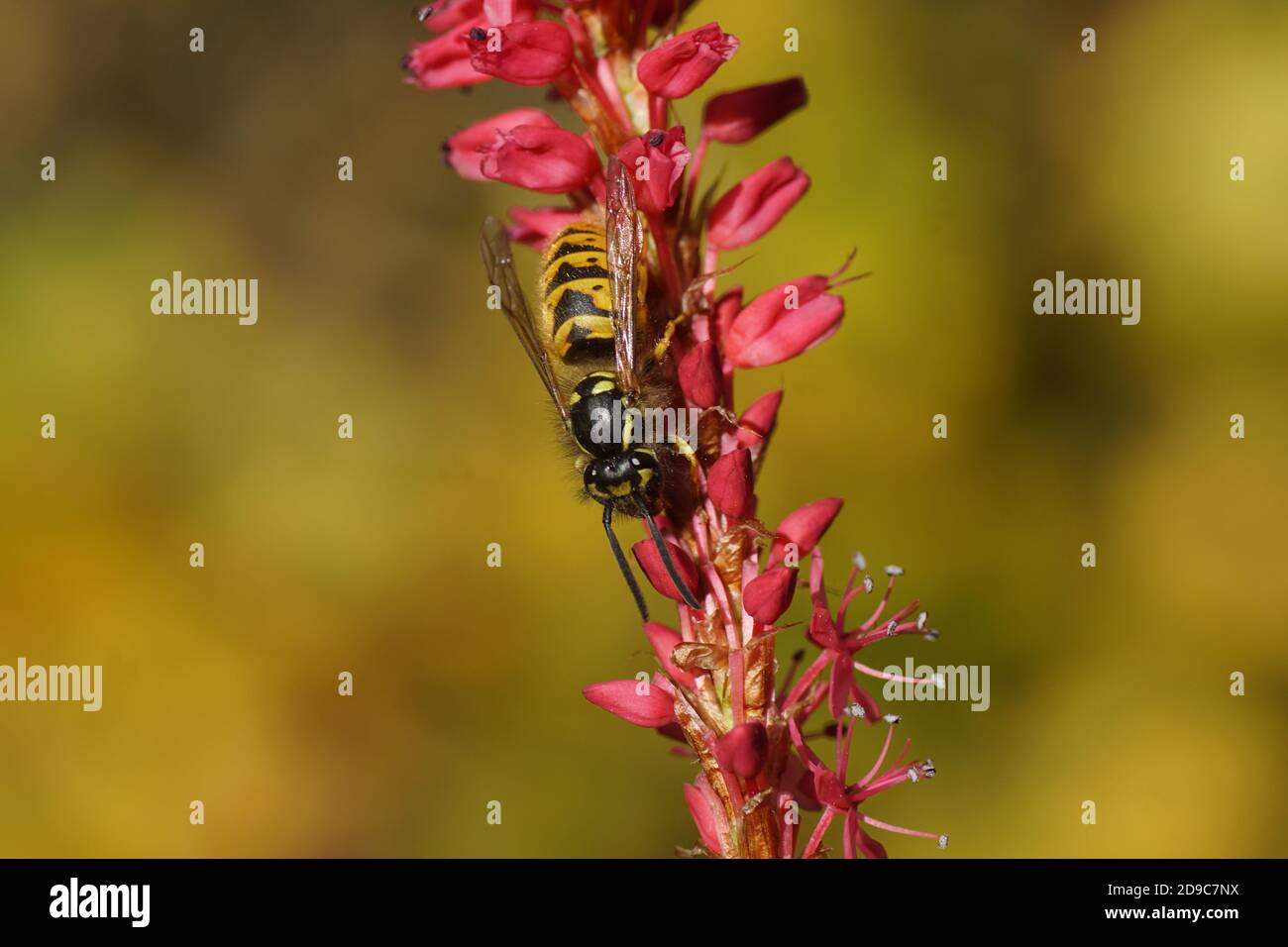 Gemeine Wespe (Vespula vulgaris) der Familie Vespidae). Auf Blüten von Knotweed, Knogras (Polygonum amplexicaule), Familie Buchweizen (Polygonaceae). D Stockfoto