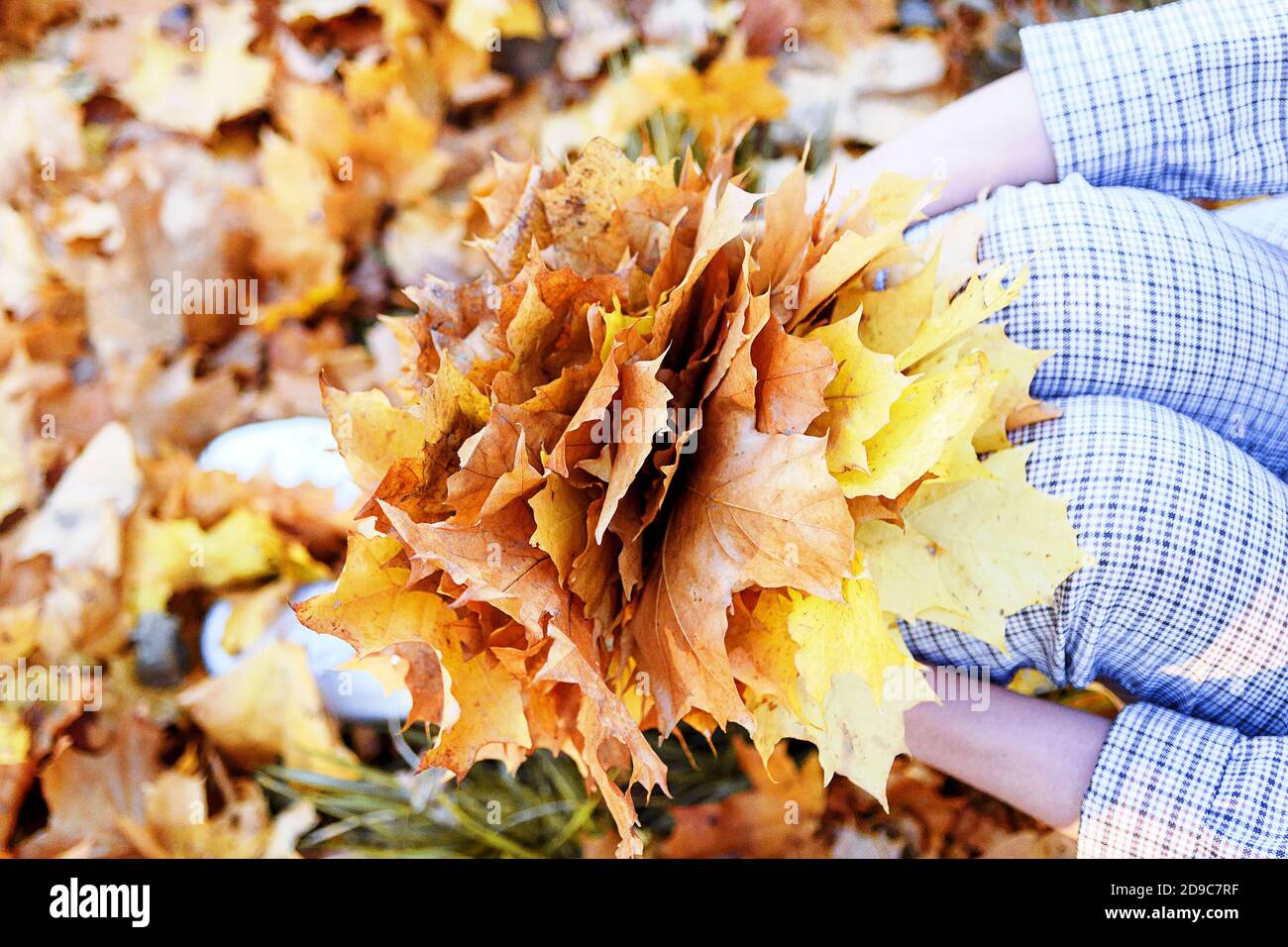 Goldene Herbstzeit. Gelbes Ahornblatt auf dem Knie der jungen Frau. Herbstfarben im alten Stadtpark Stockfoto