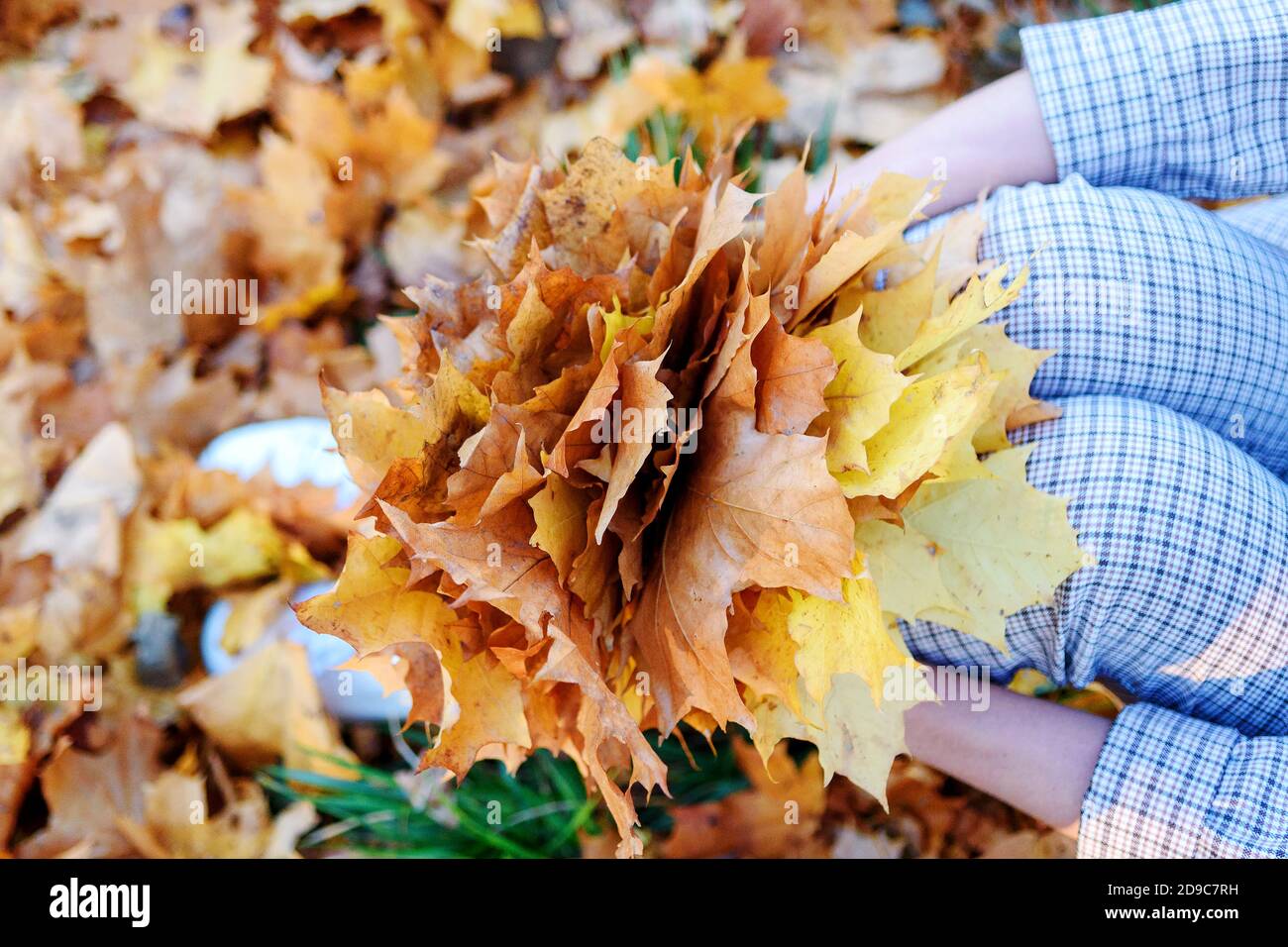 Goldene Herbstzeit. Gelbes Ahornblatt auf dem Knie der jungen Frau. Herbstfarben im alten Stadtpark Stockfoto