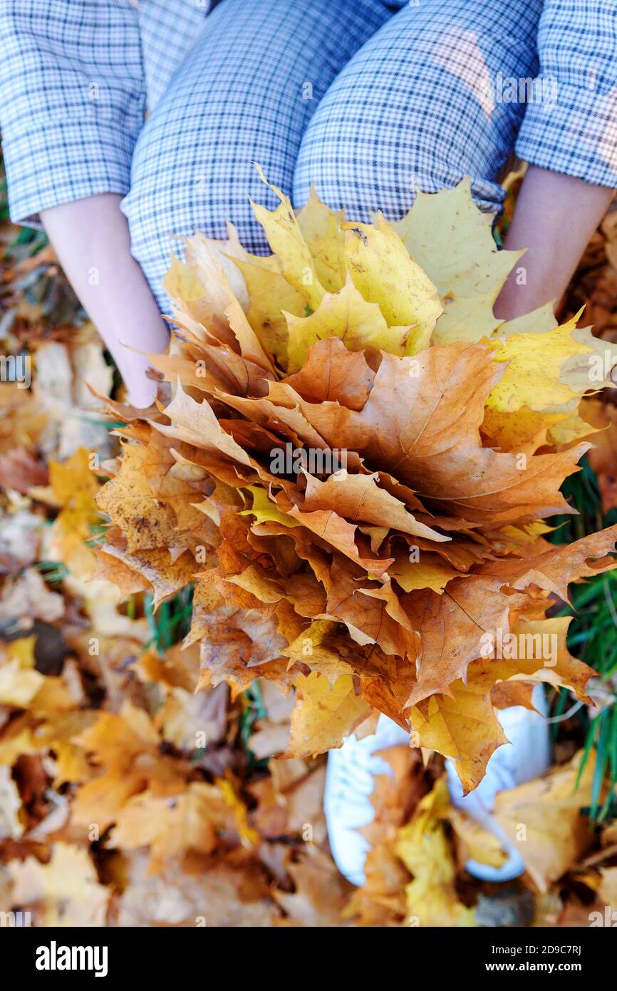 Goldene Herbstzeit. Gelbes Ahornblatt auf dem Knie der jungen Frau. Herbstfarben im alten Stadtpark Stockfoto