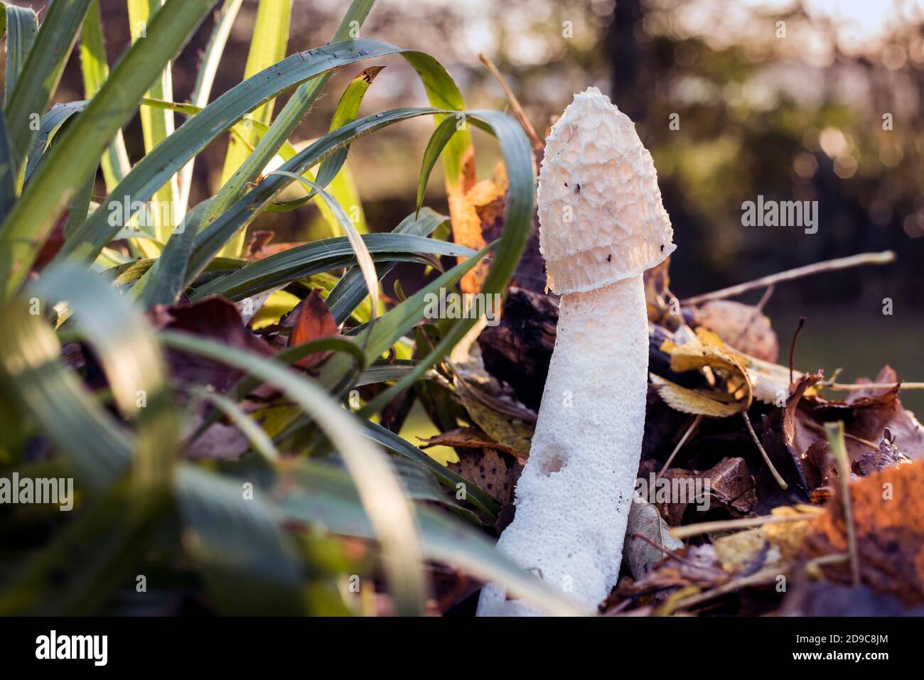 Gewöhnliches Stinkhorn, (Phallus impudicus) Pilz, hinterleuchtet auf Waldboden zwischen Sträuchern und Herbstblättern. Stockfoto