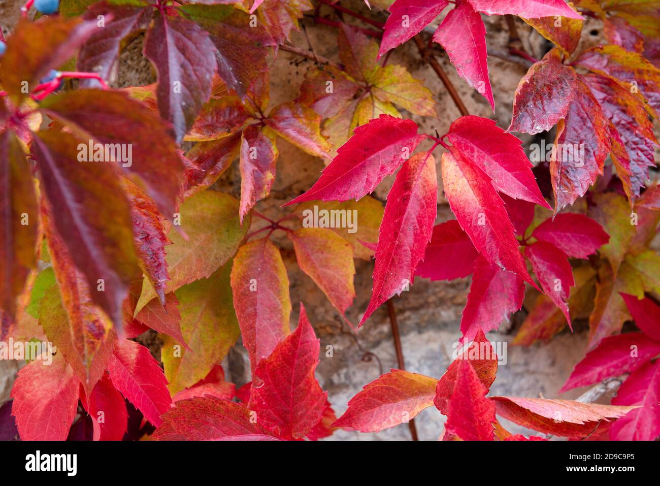 Red virginia Kriechgang auf einer weißen Wand im Herbst Saison Stockfoto