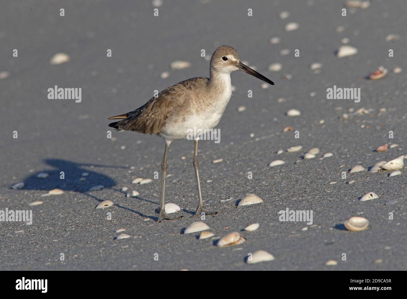 Willet (Catoptrophorus semipalmatus) steht am Strand Sanibel Island, Florida, USA Februar Stockfoto