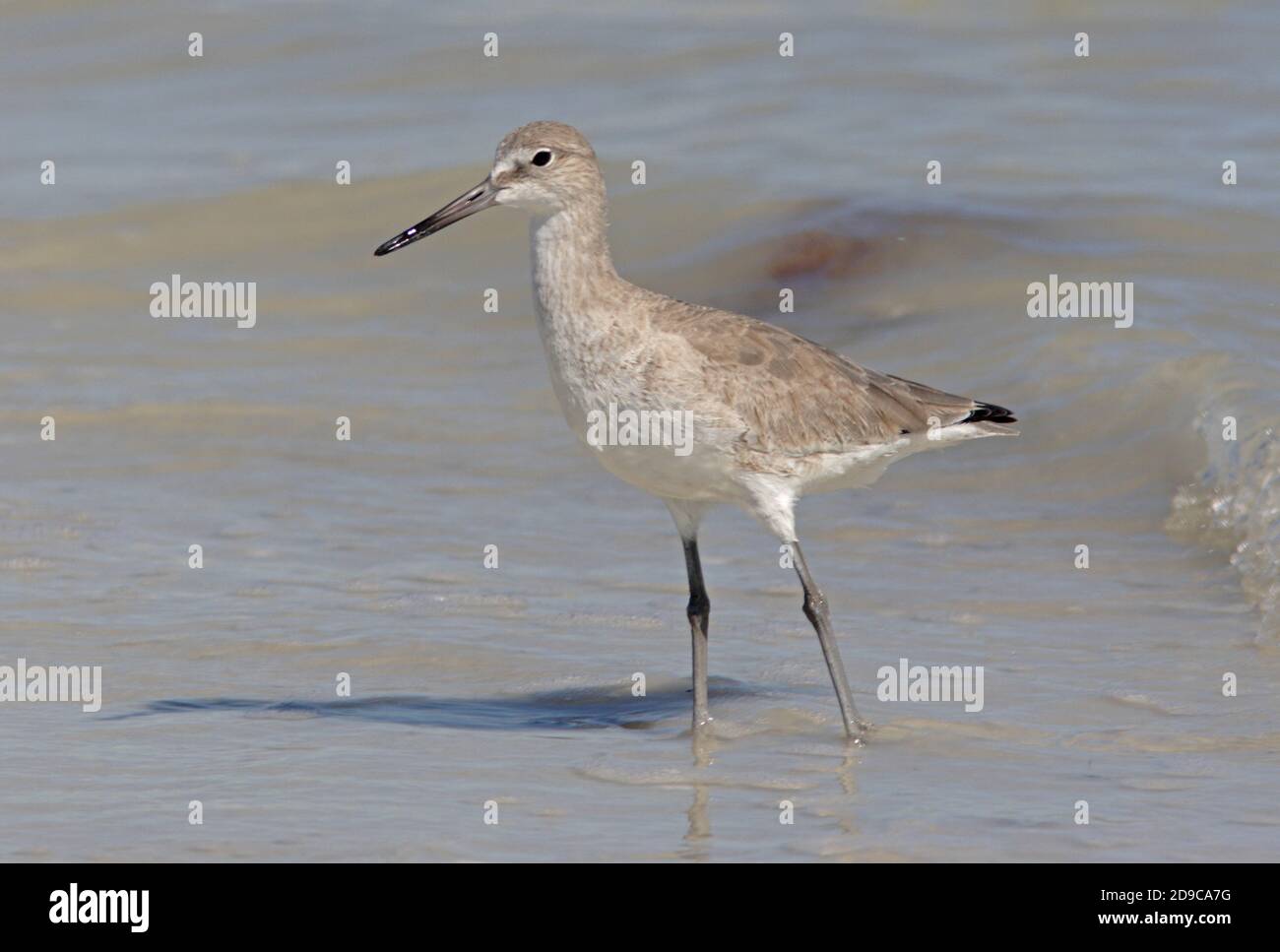 Willet (Catoptrophorus semipalmatus) steht am Strand in seichtem Wasser Sanibel Island, Florida, USA Februar Stockfoto