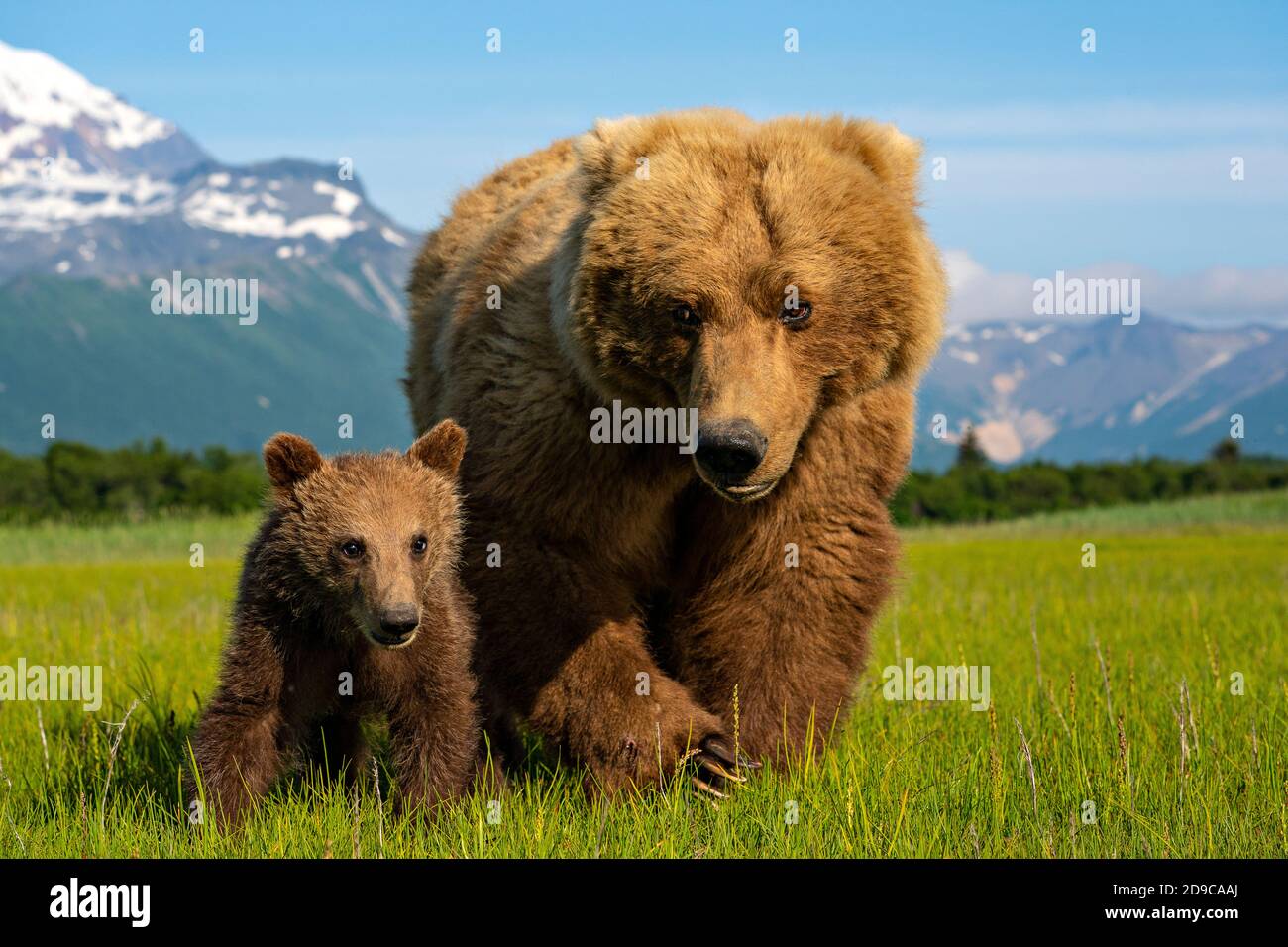 Braunbären an der Küste Stockfoto