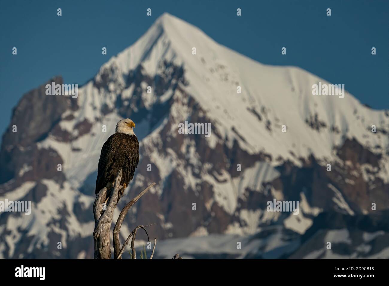 Weißkopf-Seeadler Stockfoto