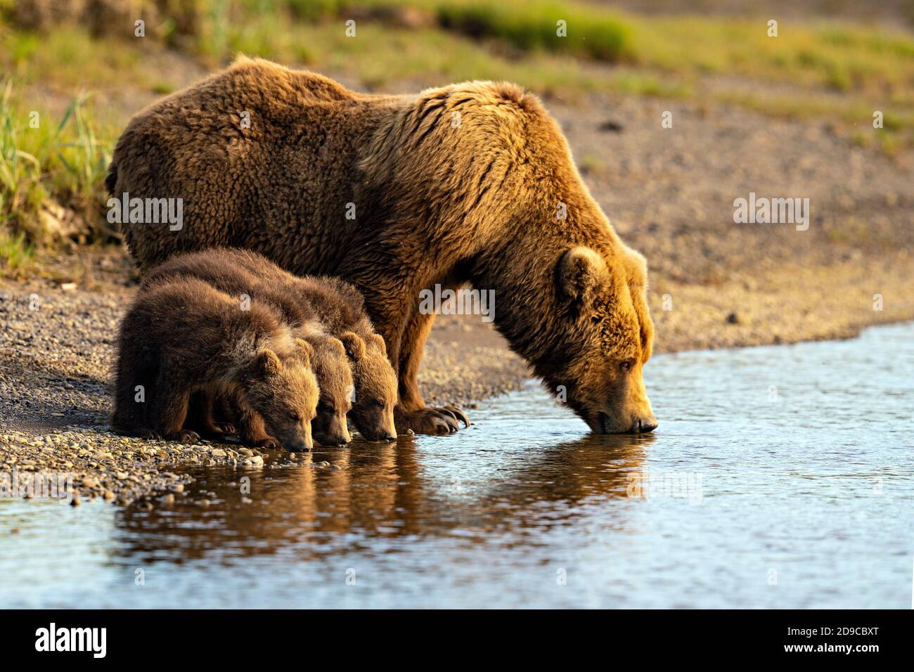 Braunbären an der Küste Stockfoto