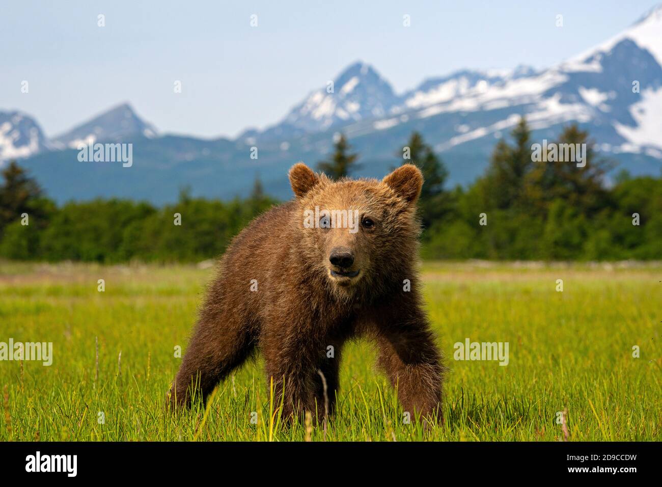 Braunbären an der Küste Stockfoto