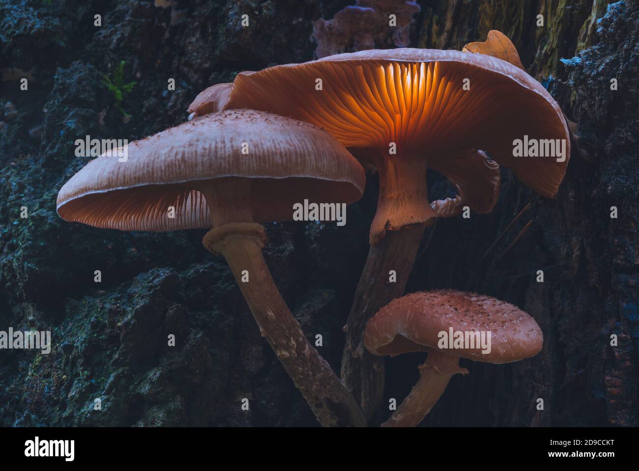 Glühender Pilz, der auf einem Baumstamm wächst, glühender Pilz Stockfoto