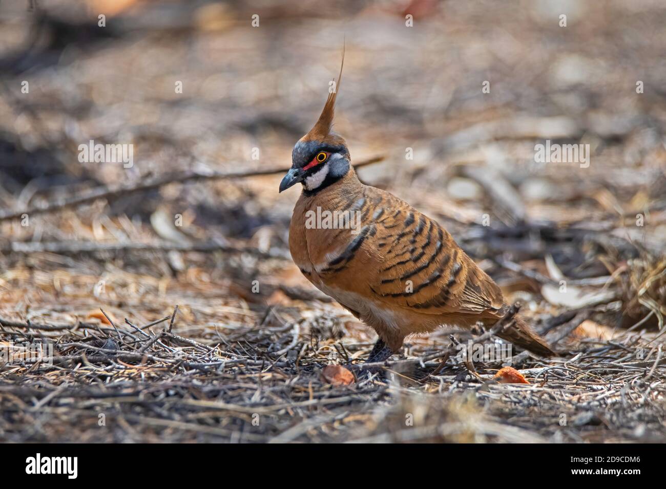 Spinifex Pigeon Geophaps plumifera Ormiston Gorge, Northern Territory, Australien 26. Oktober 2019 Erwachsene Columbidae Stockfoto