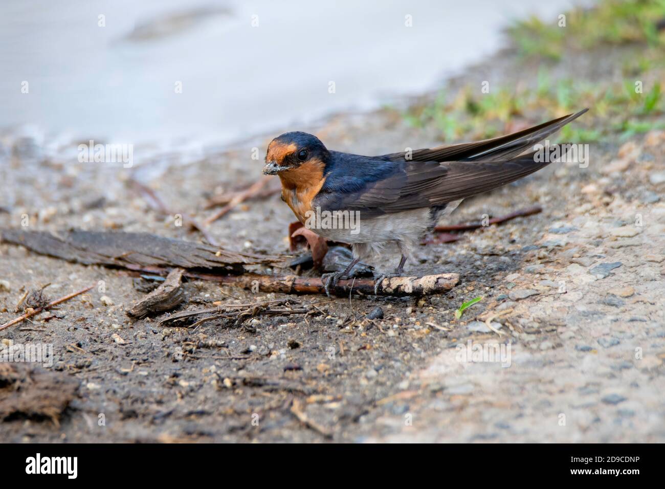 Welcome Swallow Hirundo neoxena Cains, Queensland, Australien 30. Oktober 2019 Erwachsener sammelt Schlamm für Nest. Hirundinidae Stockfoto