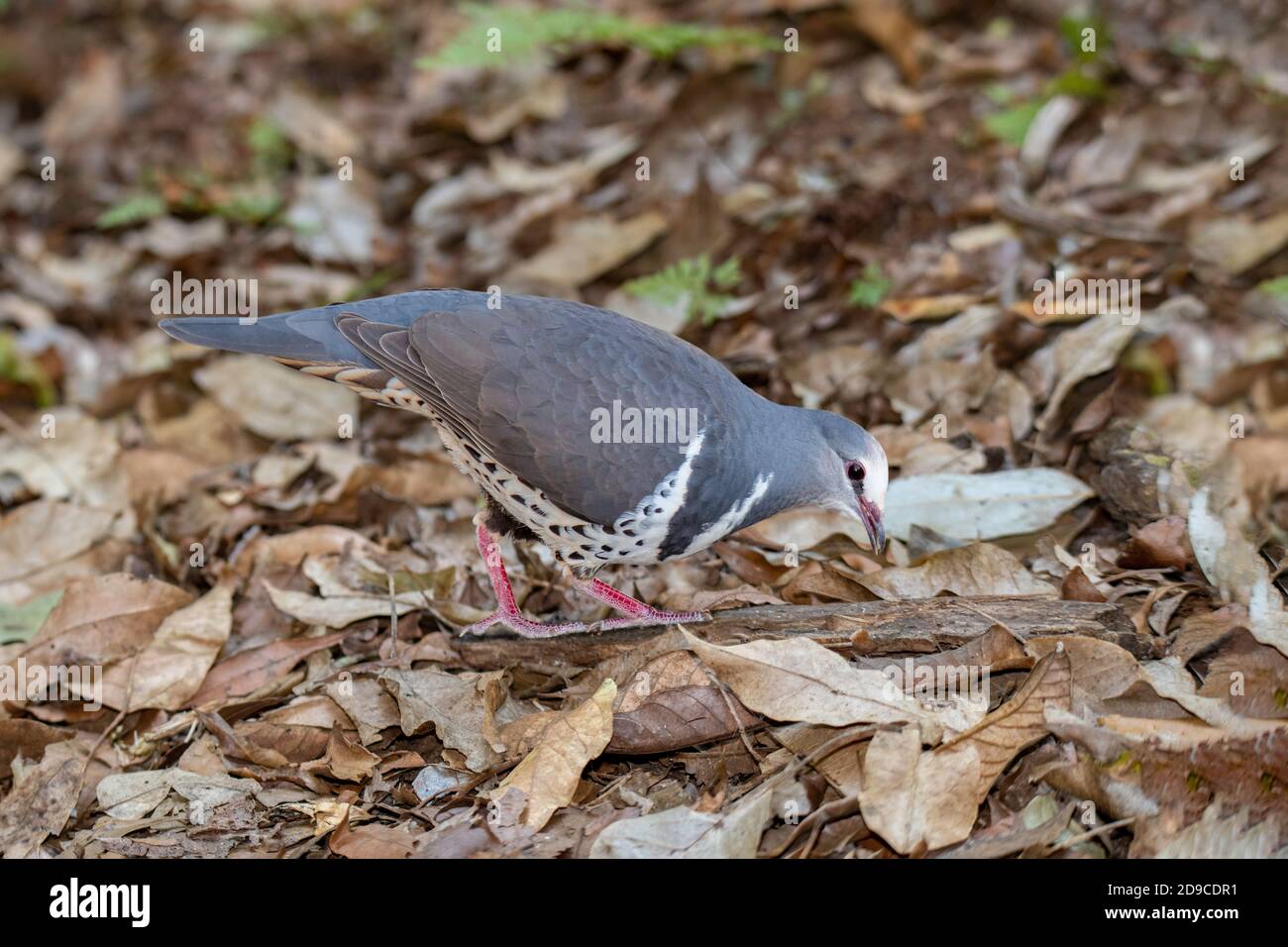 Wonga Pigeon Leucosarcia melanoleuca O'Reilly's Rainforest Retreat, Queensland, Australien 12. November 2019 Erwachsene Columbidae Stockfoto