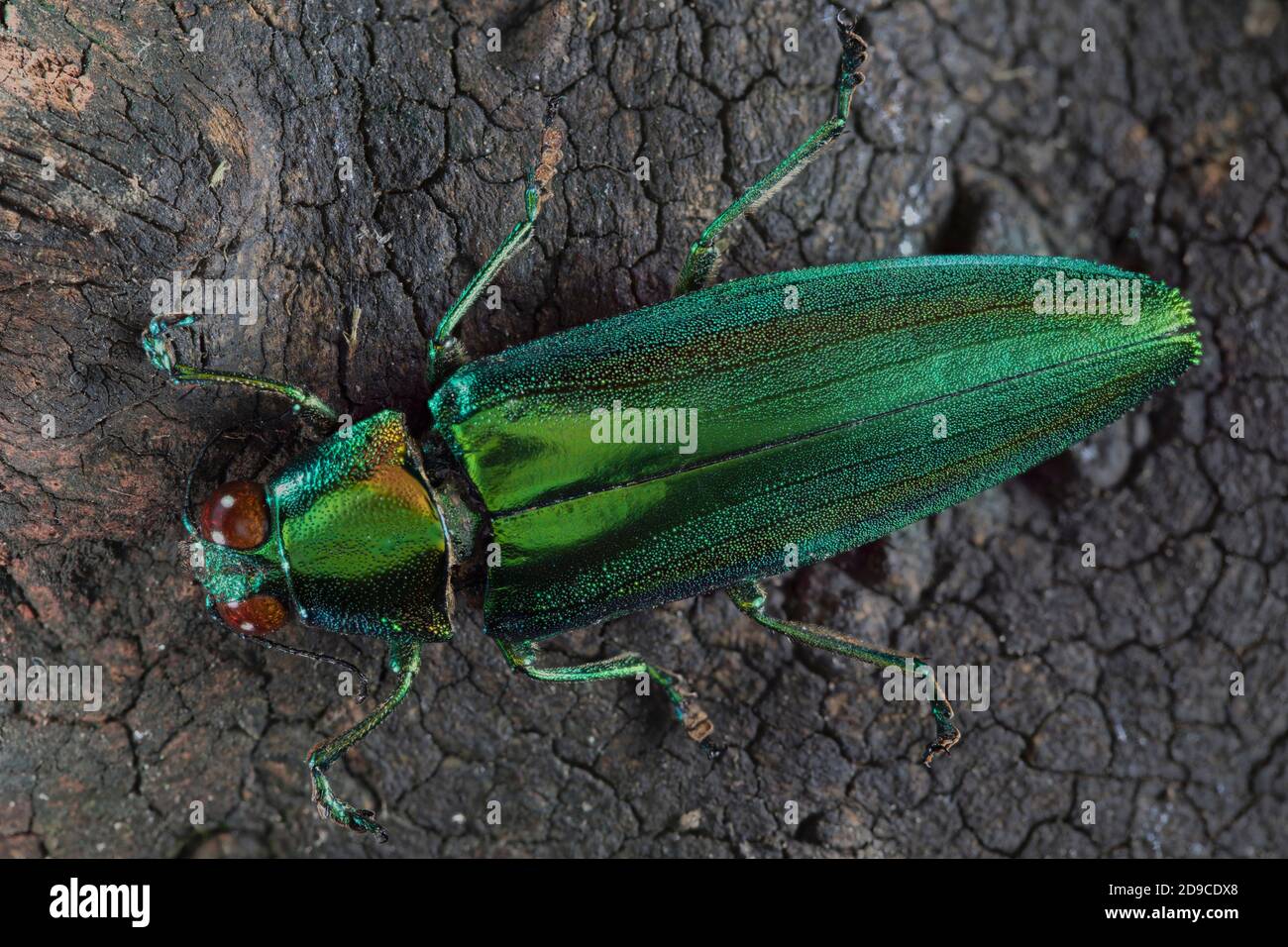 Chrysochroa rajah ist ein Jewel Beetle oder Metallic Wood-Boring Beetle der Buprestidae Familie. Stockfoto