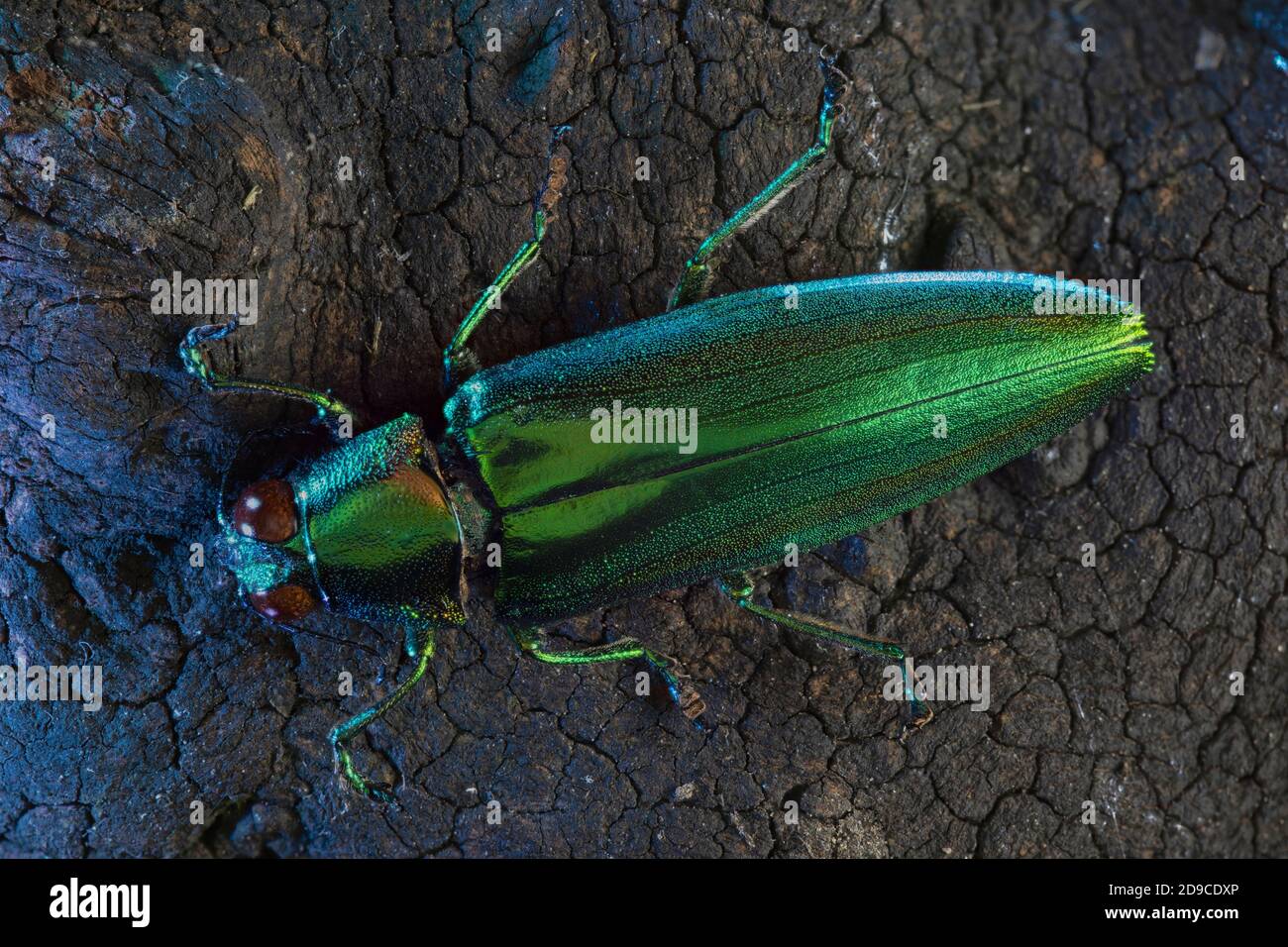 Chrysochroa rajah ist ein Jewel Beetle oder Metallic Wood-Boring Beetle der Buprestidae Familie. Stockfoto