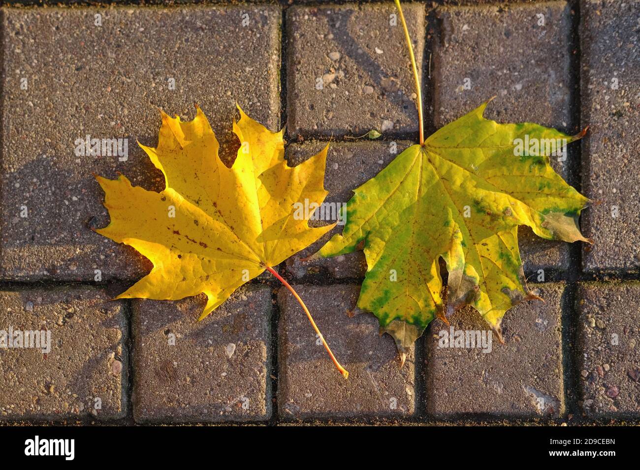 Blattfall. Zwei gefallene bunte gelbe, goldene Ahornblätter auf dem braunen Steinweg. Helles Herbstlaub. Natürlicher Herbsthintergrund. Stockfoto