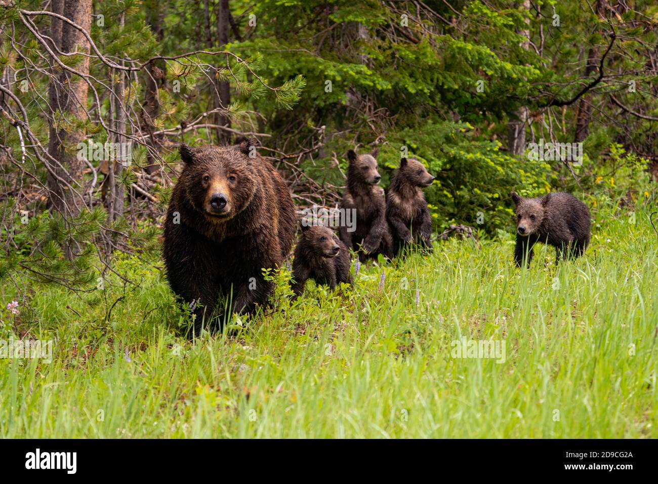 Grizzly bear Stockfoto