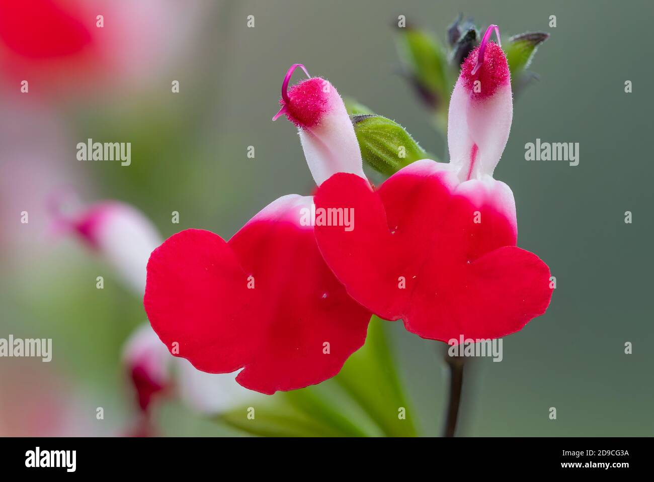 Makroaufnahme von heißen Lippen Salvia Blumen in Blüte Stockfoto