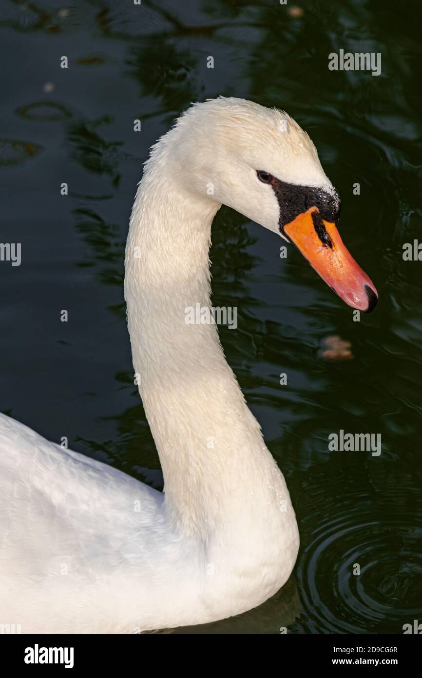 Stumm Schwan, (Cygnus olor), Kopf Portrait close view Stockfoto