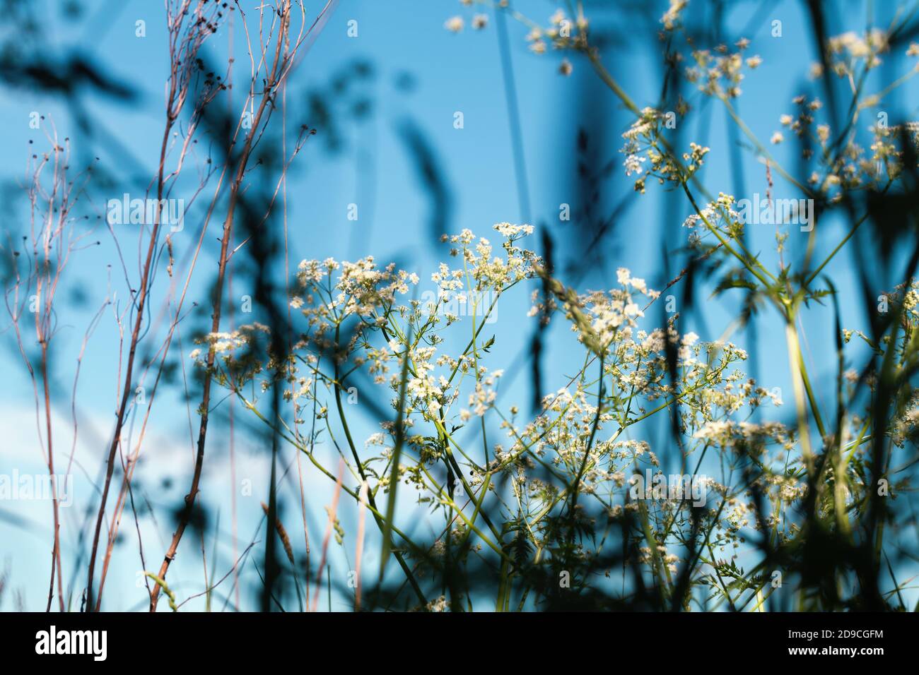 Abstrakter natürlicher Hintergrund mit Regenschirm Gras an sonnigen Tagen, Nahaufnahme mit selektivem Weichfokus Stockfoto