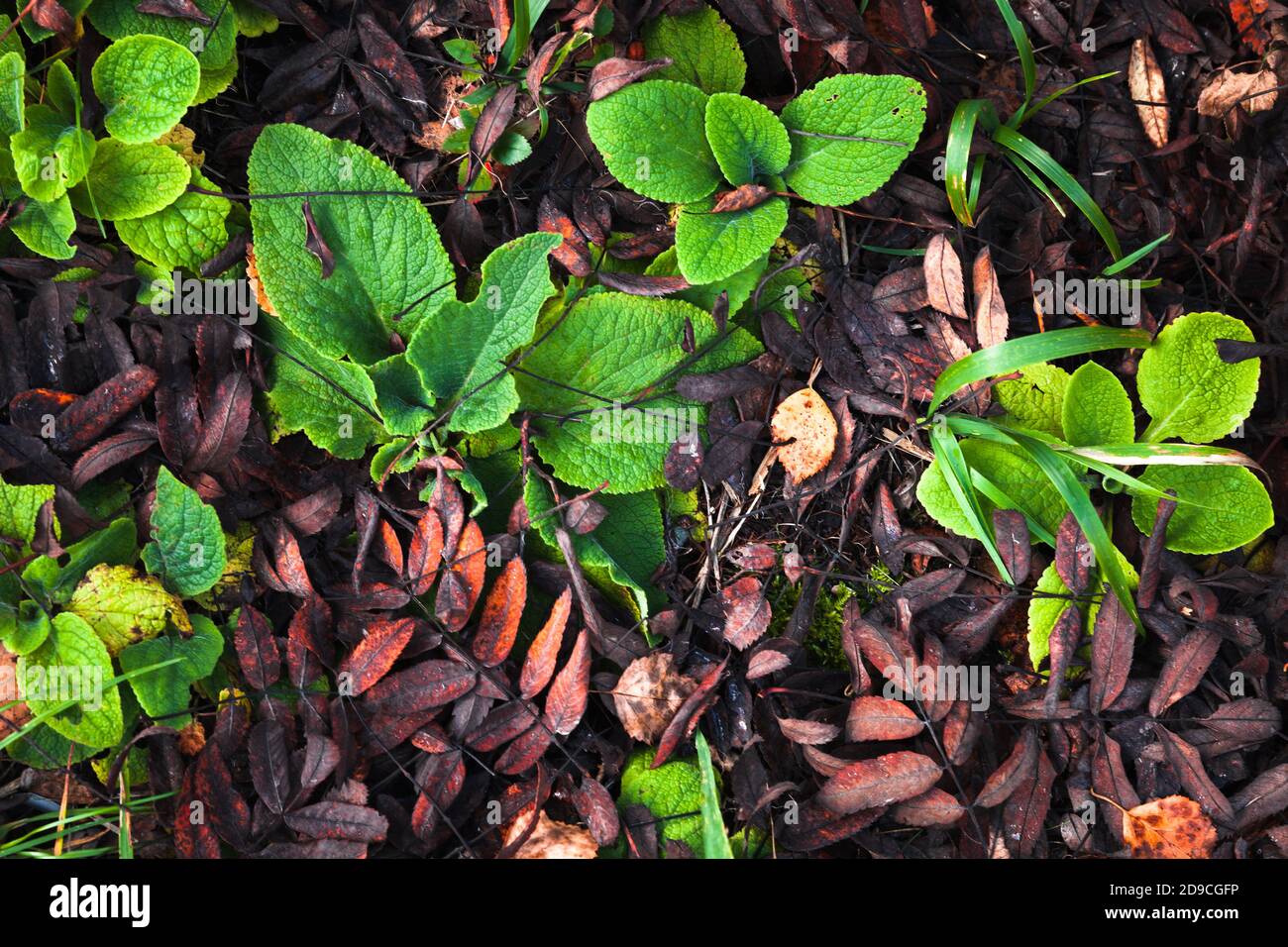 Herbstsaison natürliches Hintergrundfoto. Hellgrüne Pflanzen sind auf dunklem Boden, Draufsicht Stockfoto
