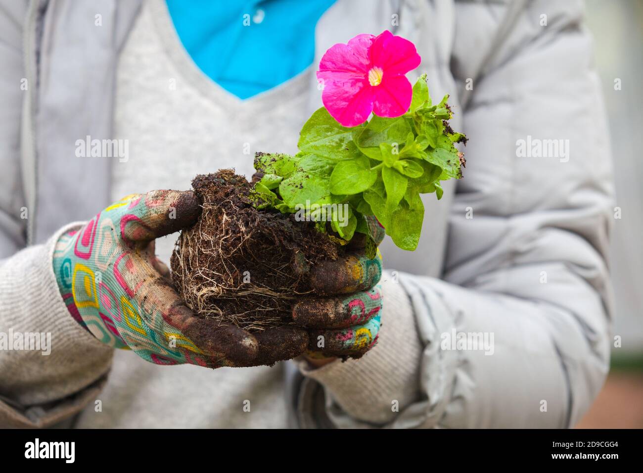 Gärtner hält Petunia Sämling mit rosa Blume, Nahaufnahme Foto mit selektiven weichen Fokus Stockfoto
