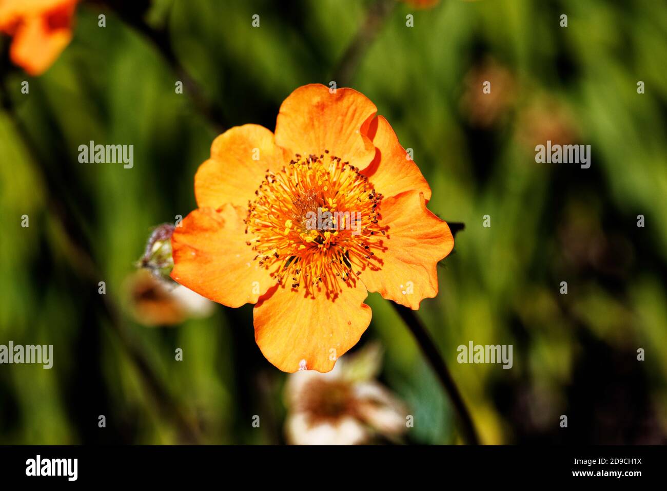 Geum coccineum ist eine klumpenbildende Staude. Scharlachrote, untertassförmige Blüten, werden auf aufrechten Stielen in Gruppen von zwei oder vier von lat getragen Stockfoto