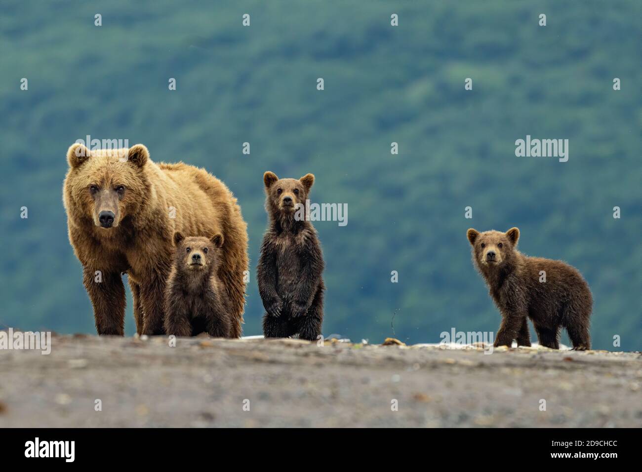 Braunbären an der Küste Stockfoto