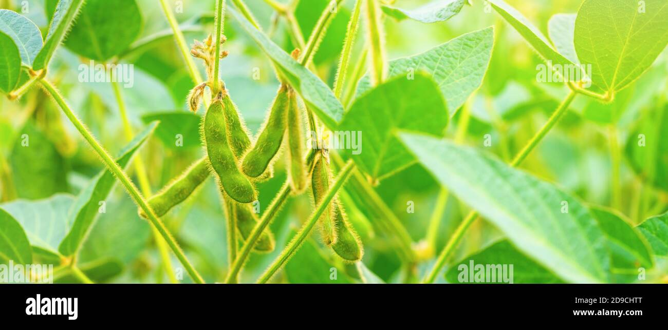 Unreife grüne Schoten von Sojabohnen auf den Stängeln von Pflanzen, die in einem landwirtschaftlichen Feld in den Strahlen der Morgensonne wachsen, Hintergrund, Banner. Selektiver Fokus Stockfoto