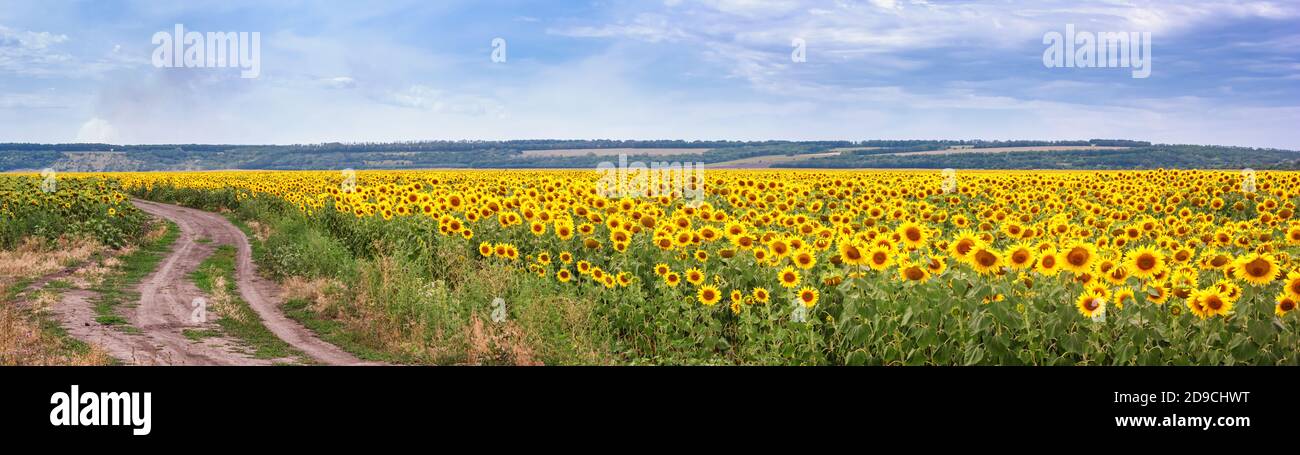 Ländliche Landschaft, riesiges Panorama, Banner - blühende Sonnenblumenfeld mit Feldweg vor dem Hintergrund eines Hügels Stockfoto