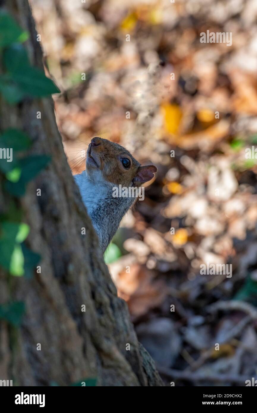 Ein graues Eichhörnchen guckt um einen Baum, der sich hinter einem Baum in den Herbstblättern versteckt. Stockfoto