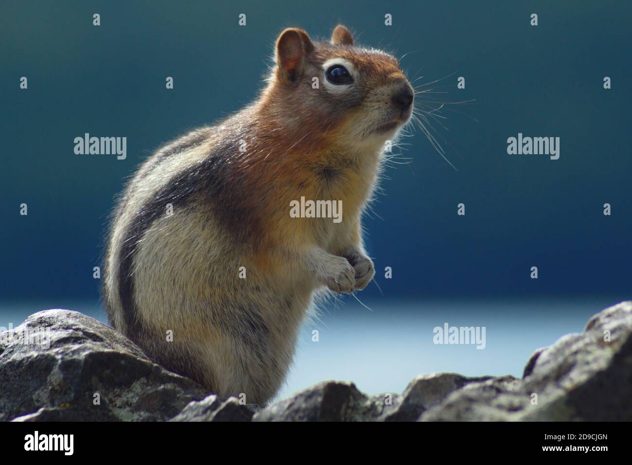 Chipmunk Stockfoto