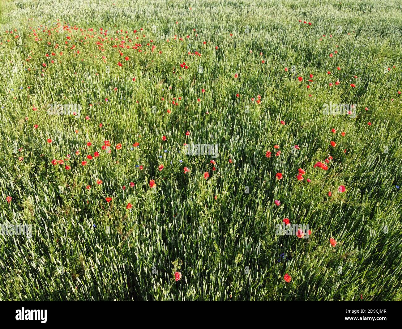 Wilde Mohnblumen auf einem Weizenfeld, Luftaufnahme. Rote Wildblumen. Stockfoto