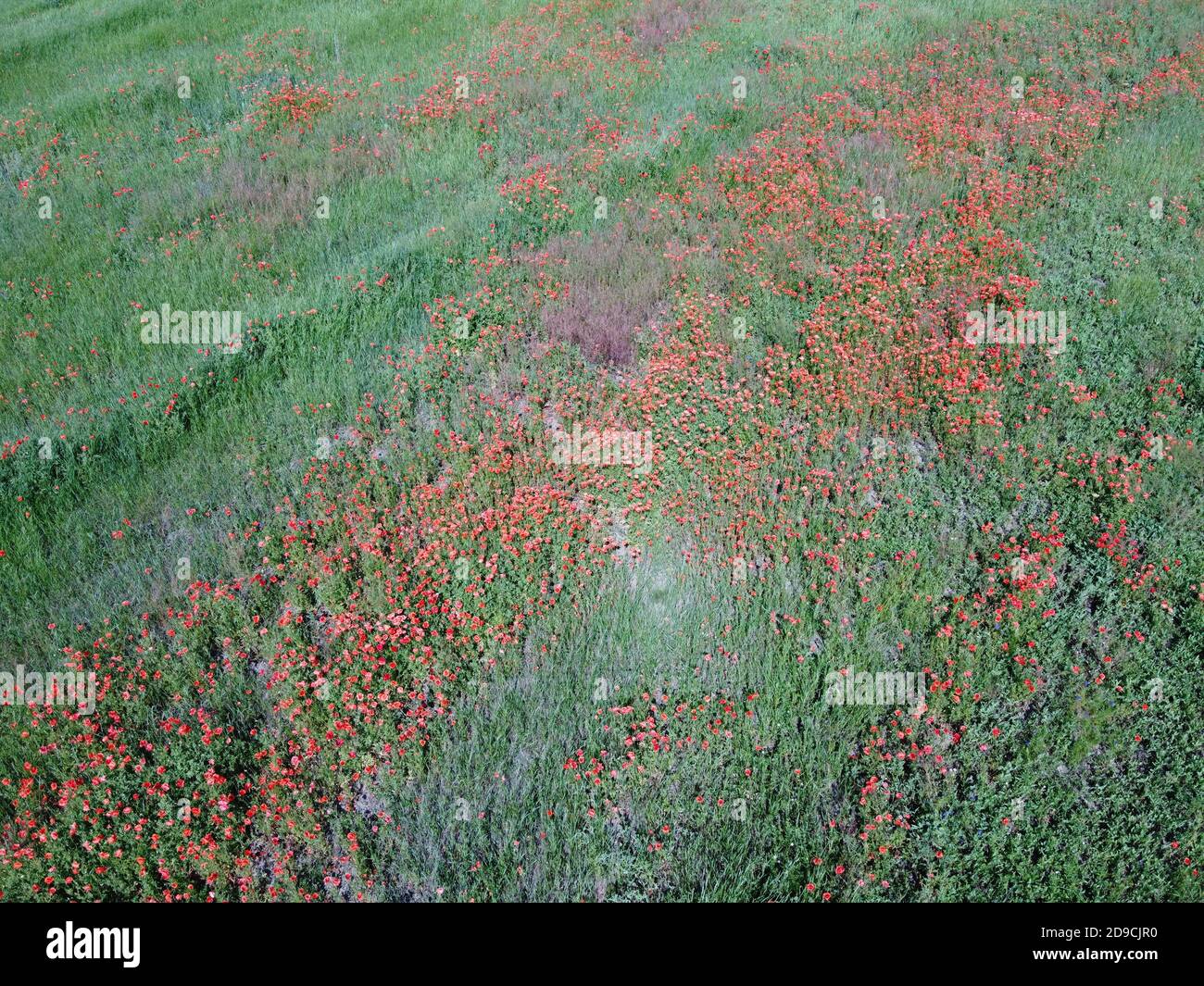 Viele Mohnblumen blühen auf dem Feld an einem sonnigen Tag, Luftaufnahme. Stockfoto
