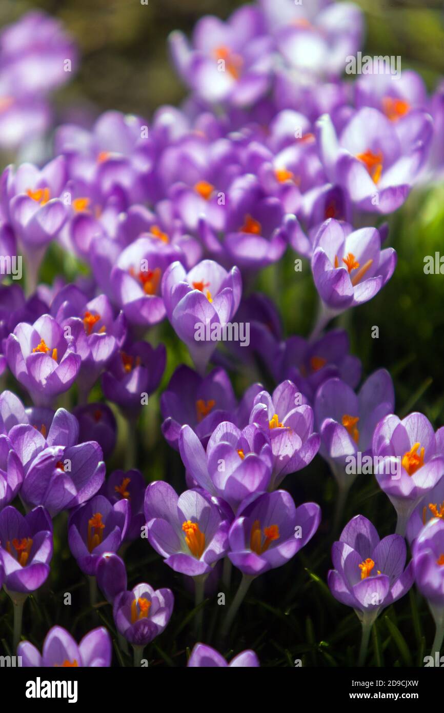 Frühe Frühlingsblumen Krokusse im Garten Sonnenschein Stockfoto