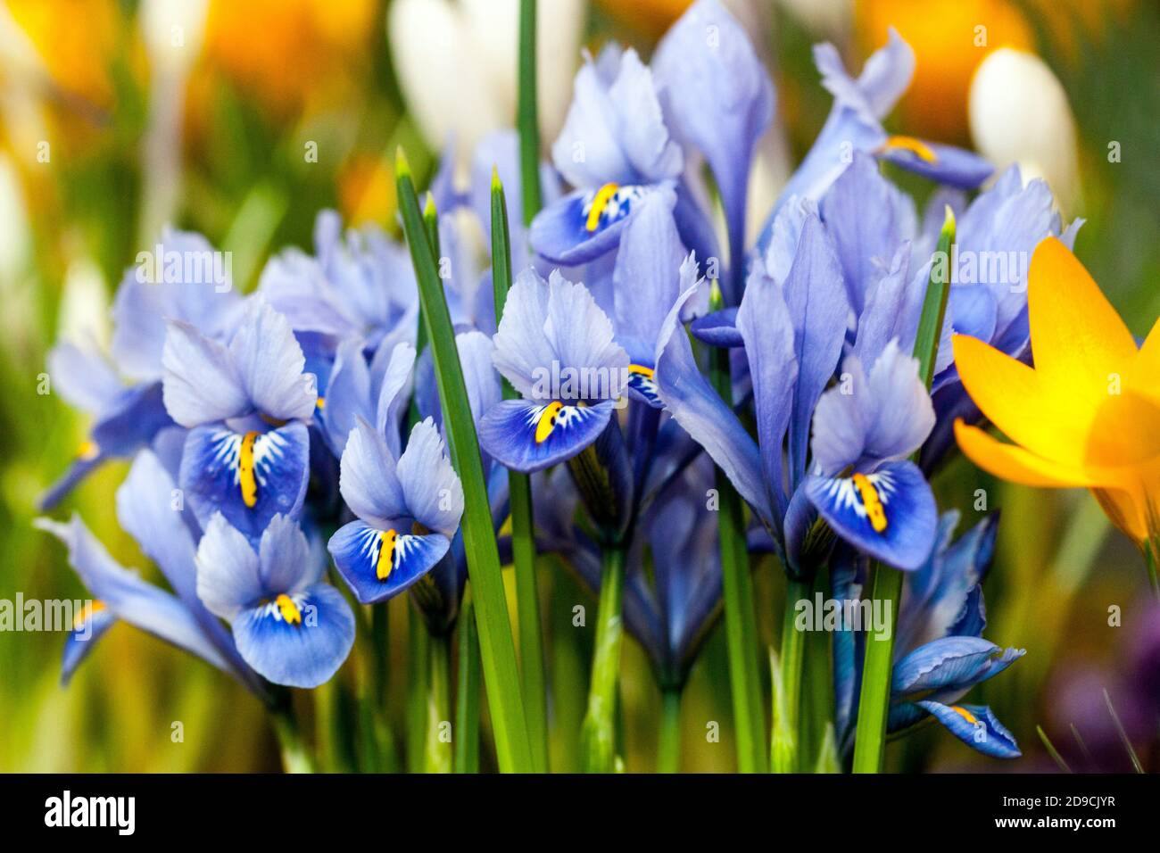 Blaue Irisblume und Crocus, Frühlingsgärten Blumen im März Stockfoto