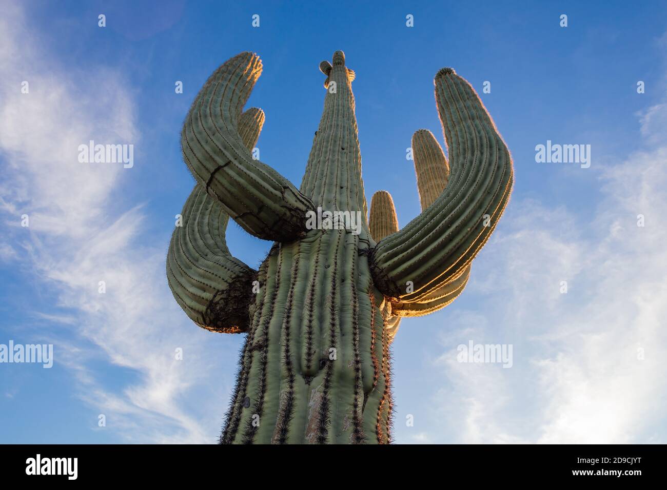 Saguaro Kaktus und blauer Himmel in Arizona Stockfoto