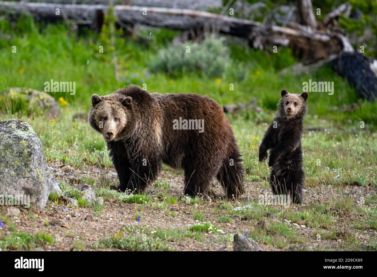 Grizzly bear Stockfoto