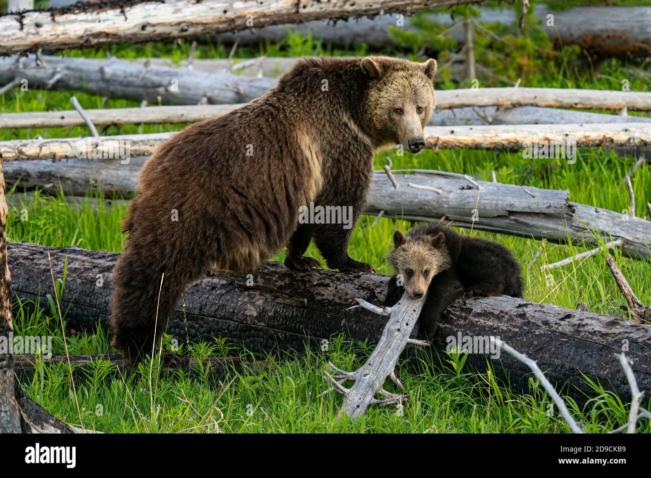 Grizzly bear Stockfoto