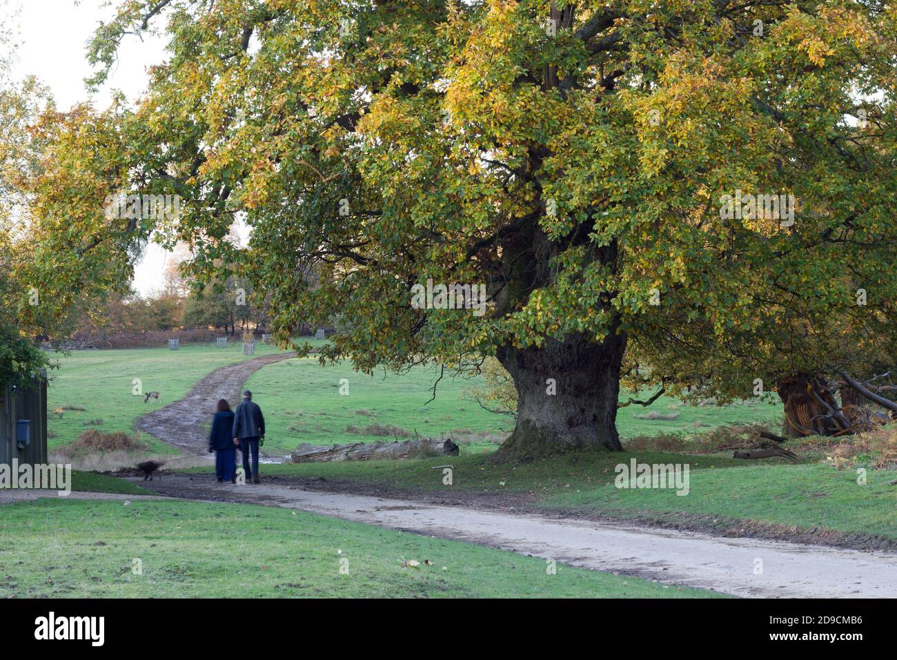 Ein Paar ging ihre Hunde unter riesigen Baum in der Landstraße im Park England, Herbst Farbe Baum Stockfoto