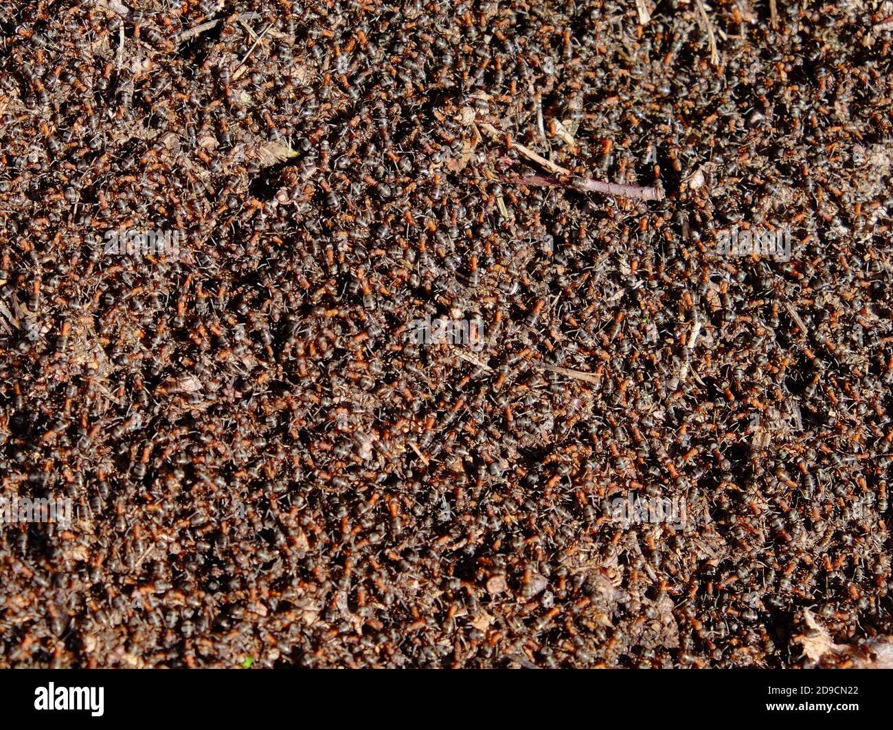 Große braune Waldameisen. Eine riesige Anzahl von Insekten. Hintergrund. Stockfoto