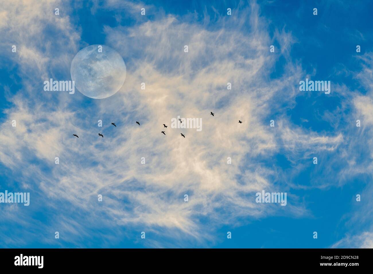 Ein Vollmond, der am blauen Himmel aufsteigt als ein Vogelschar fliegt vorbei Stockfoto