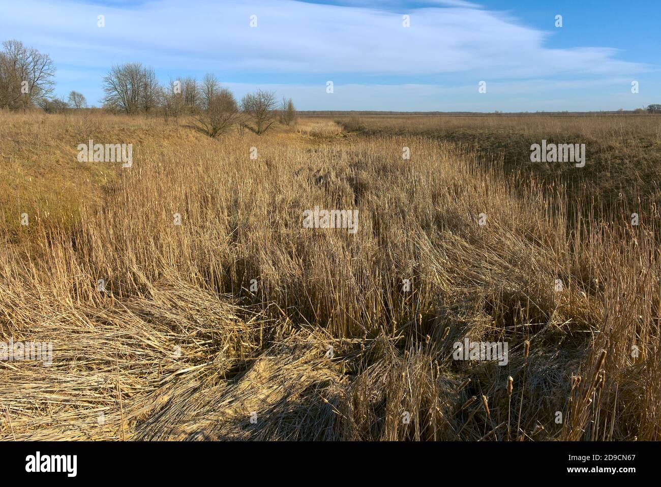 Getrocknetes Schilf in einem verlassenen Bewässerungskanal. Landschaft auf dem Land. Stockfoto