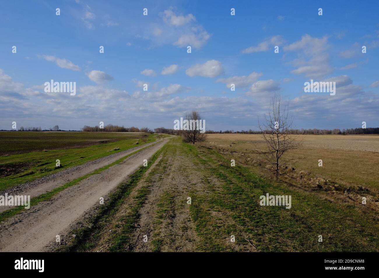 Kleiner Baum neben einem Feldweg in einem Feld. Frühlingslandschaft. Schöner blauer Himmel mit weißen Wolken. Stockfoto