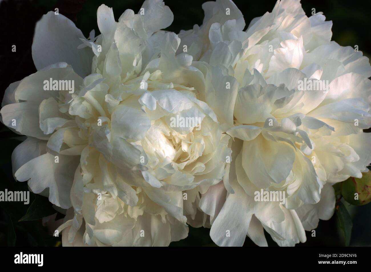 Pfingstrose Corinne Wersan. Doppelte weiße Pfingstrose. Paeonia lactiflora (Chinesische Pfingstrose oder gemeinsamen Garten päonie). Stockfoto